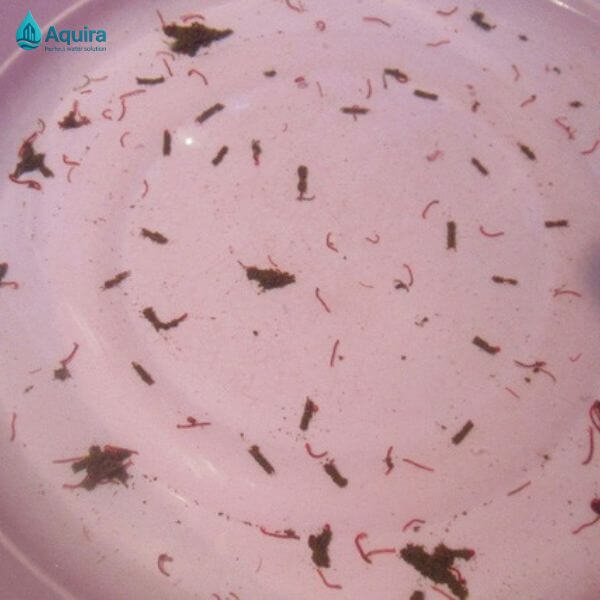 Quá trình sục xả đẩy toàn bộ nước cũ ra ngoài, thay thế bằng nước mới, giúp hệ thống luôn ở trạng thái “fresh start” trước mỗi chu kỳ sử dụng.