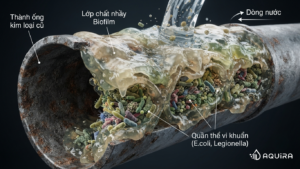 Cấu trúc màng sinh học Biofilm bảo vệ vi khuẩn trong đường ống, cần xử lý bằng hệ thống lọc tổng căn hộ
