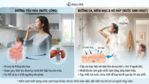 Hình ảnh so sánh mức độ tiếp xúc của cơ thể qua đường tiêu hóa (nước uống) và qua da, hô hấp (nước sinh hoạt).