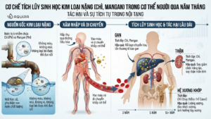 Mô phỏng quá trình tích tụ kim loại nặng qua nước sinh hoạt và giải pháp lọc tổng căn hộ bảo vệ sức khỏe