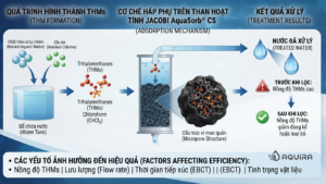 Minh họa quá trình hấp phụ THMs.